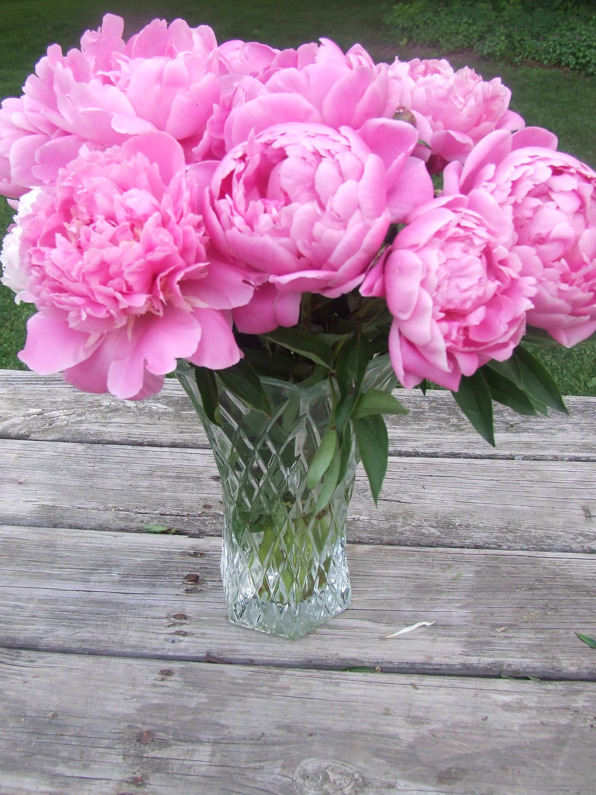 Vase_of_Pink_Peonies_Flowers