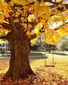 Autumn Inspiration | Kristy Wicks