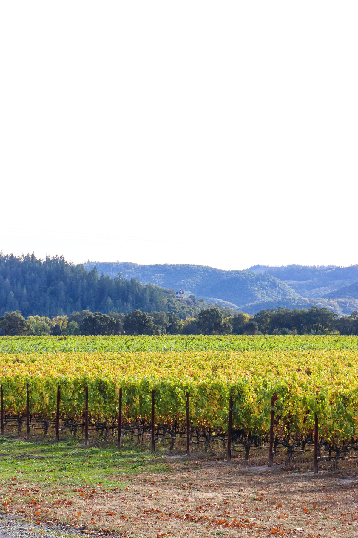 Weekend in Wine Country: Napa Valley Travel Guide || Where to go, where to stay, and the best wineries in Napa! || Kristy Wicks