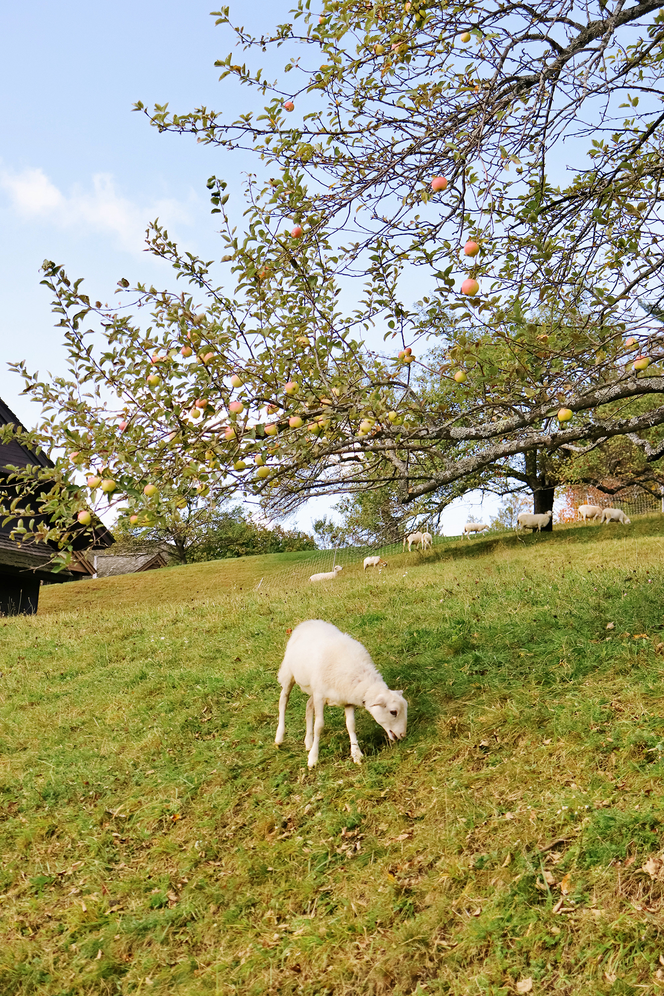 Adorable sheep grazing at the Von Trapp Family Lodge. While Leaf Peeping in Vermont 2019. | Kristy Wicks