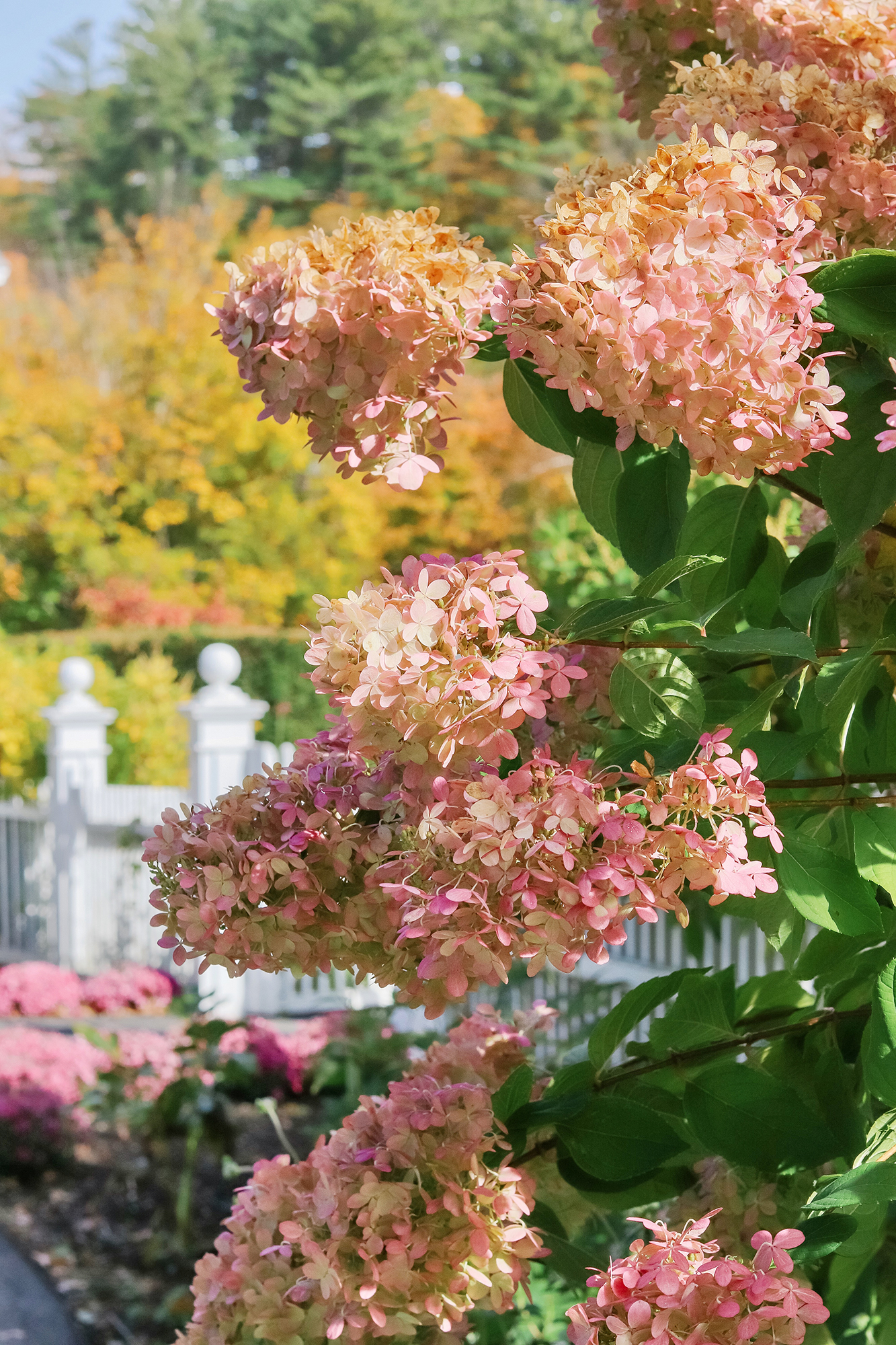 Gorgeous cone hydrangea outside of the Woodstock Inn entrance. - While Leaf Peeping in Vermont 2019. | Kristy Wicks