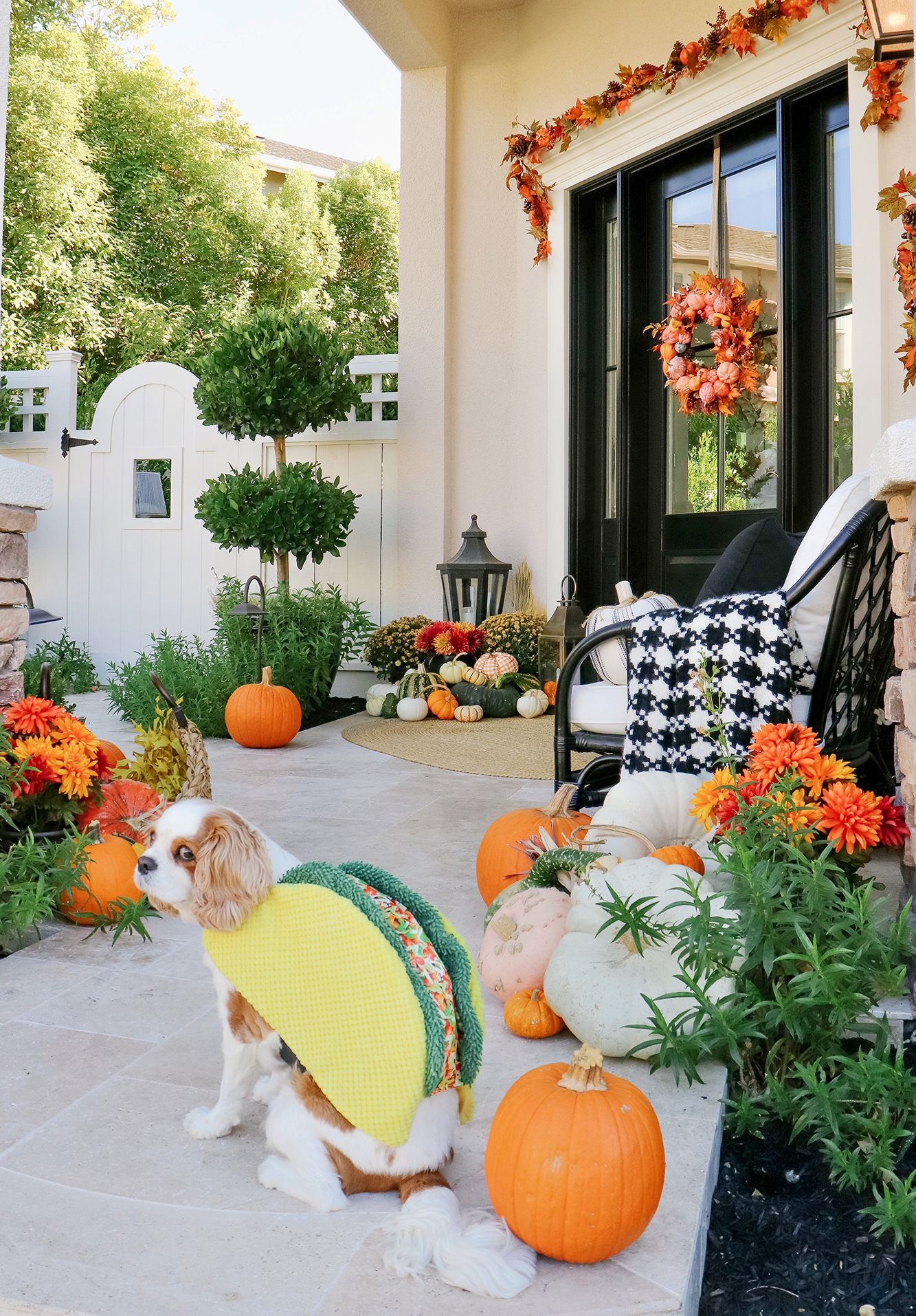 Affordable Pet Halloween Costumes & The Best Halloween Candy. We rounded up the cutest dog Halloween costumes that are under $8!
