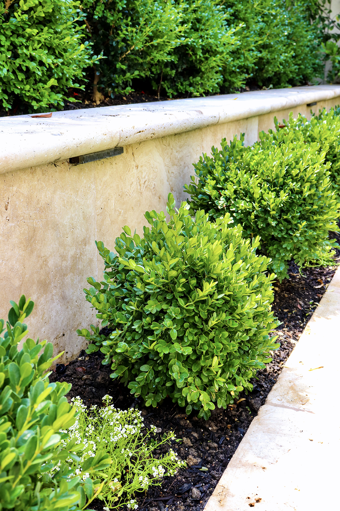 Formal Garden Plants // New boxwood in the backyard. How to design a perfect English Formal Garden & how I added new English Boxwood.